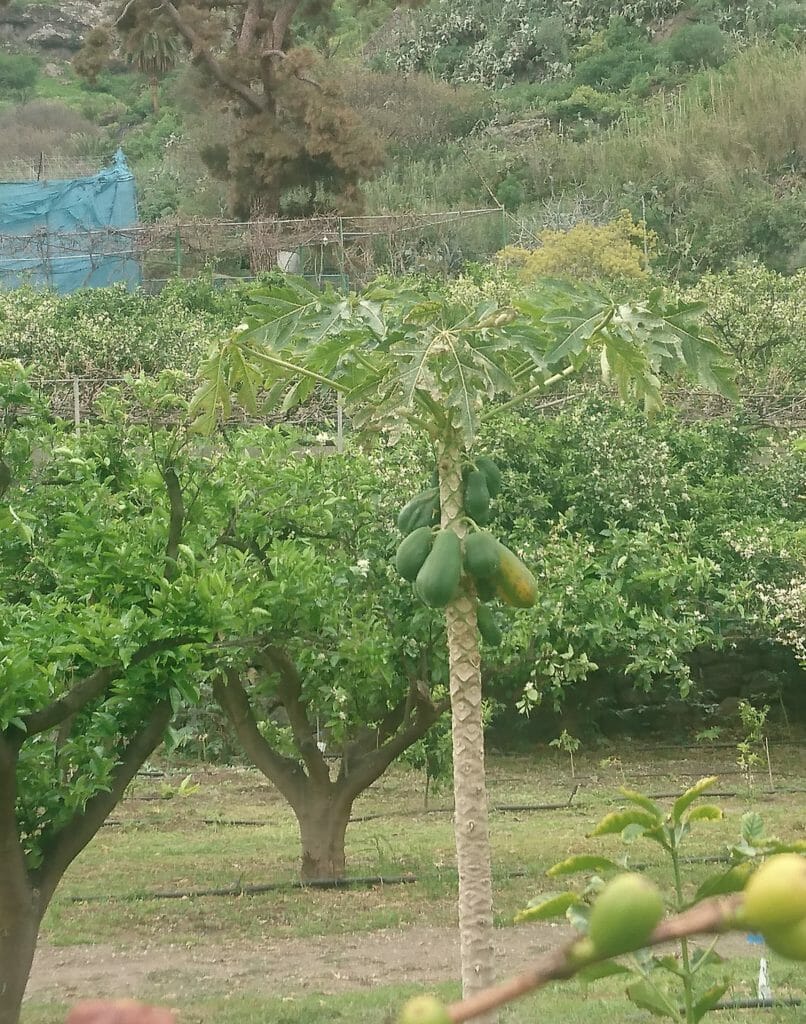 Papayas auf der Finca La Laja Agaete Gran Canaria