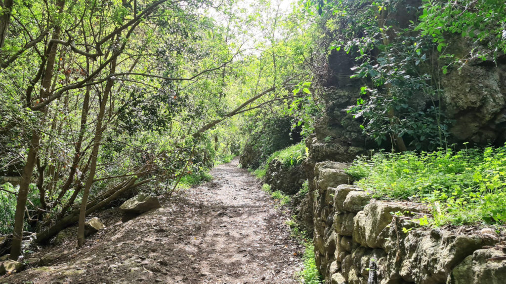 Der Monat März ist Ideal für eine Wanderung durch den Grünen Norden von Gran Canaria