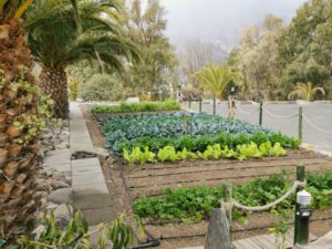 Gemüse Garten auf Gran Canaria