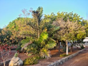 Der Botanische Garten in Maspalomas Gran Canaria