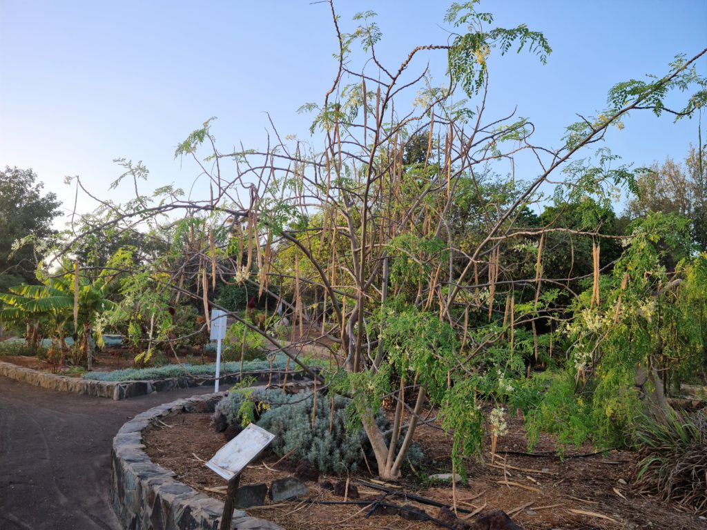 über 500 verschiedene Bäume & Pflanzen im Botanischen Graten Maspalomas