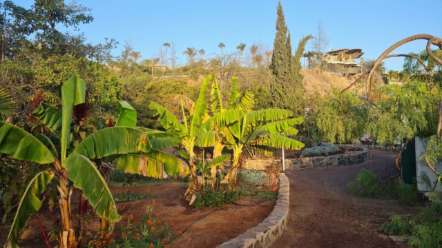 Auch Banannen gibt es im Parque Botánico de Maspalomas zu sehen