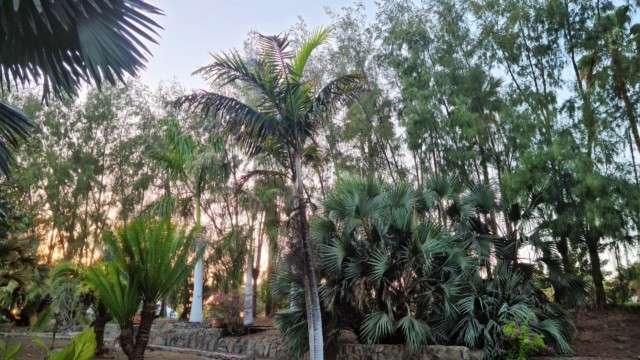 Botanischer Garten Maspalomas Parque Botánico de Maspalomas