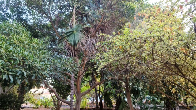 Botanischer Garten Maspalomas (Parque Botánico de Maspalomas)