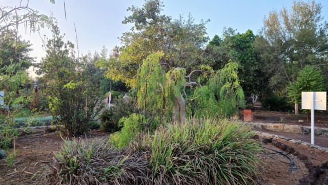 Eine grüne Pflanzen Vielfalt im Parque Botánico de Maspalomas