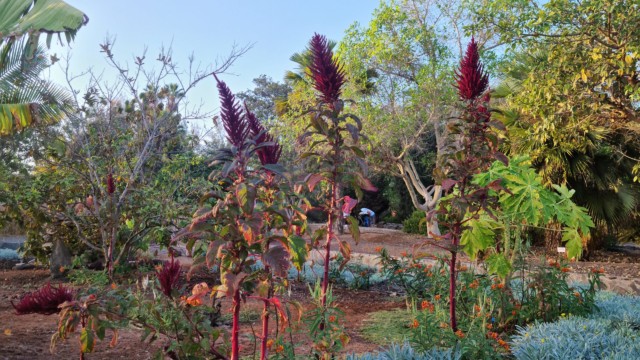 Es blüht über das ganze Jahr im Parque Botánico de Maspalomas