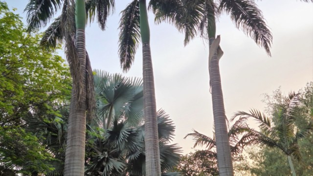 Palmen im Botanischer Garten Parque Botánico de Maspalomas