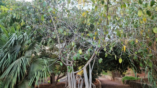 Pflanzen aus aller Welt findest du im Botansichen Garten (Parque Botánico de Maspalomas)