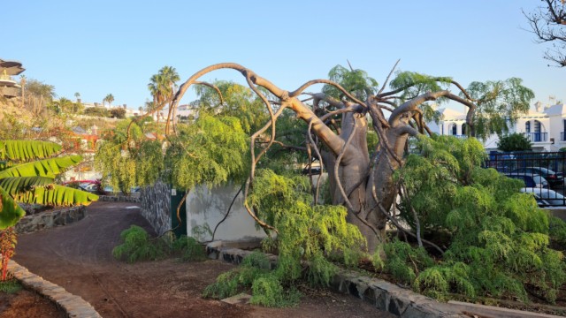 Über 500 verschiedene Pflanzenarten gibt es im Parque Botánico de Maspalomas