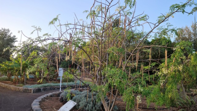 über 500 verschiedene Bäume & Pflanzen im Botanischen Graten Maspalomas